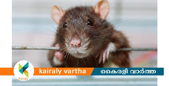 എലിപ്പനി: മുൻകരുതലുകൾ സ്വീകരിക്കണമെന്ന് കോട്ടയം ജില്ലാ മെഡിക്കൽ ഓഫീസർ