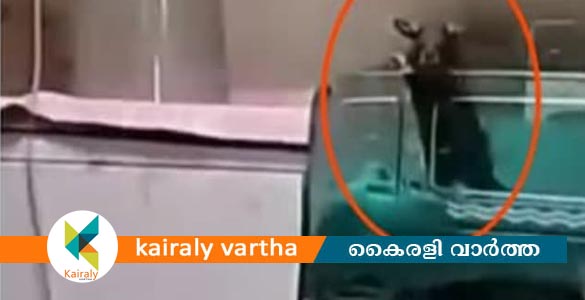 ഇൻഡോർ ആശുപത്രിയിൽ രണ്ട് നവജാത ശിശുക്കളെ എലി കടിച്ചു; ഒരു കുഞ്ഞ് മരിച്ചു