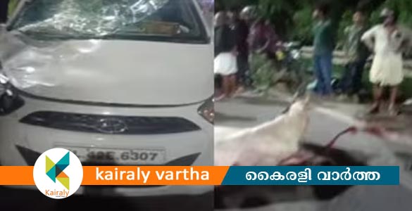 നിയമലംഘിച്ച് രാത്രി കുതിര സവാരി; കൊച്ചിയിൽ കാറിടിച്ച് പരിക്കേറ്റ കുതിര ചത്തു, കേസ്