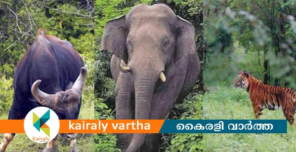മനുഷ്യ-വന്യജീവി സംഘർഷം: കോട്ടയം ജില്ലയിൽ 10 പരാതികൾ തീർപ്പാക്കി