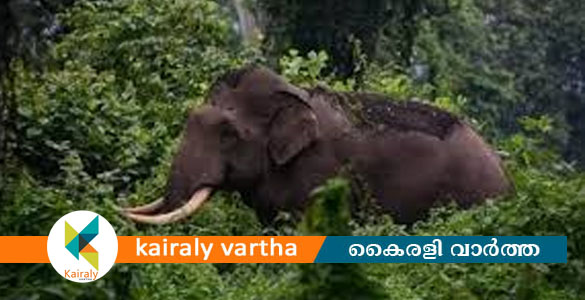 കോയമ്പത്തൂരിൽ കാട്ടാന ആക്രമണത്തിൽ 42 കാരന് ദാരുണാന്ത്യം