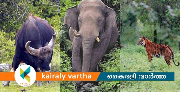 മനുഷ്യ-വന്യജീവി സംഘർഷ ലഘൂകരണ തീവ്രയജ്ഞ പരിപാടി: രണ്ടാംഘട്ടം ആരംഭിച്ചു