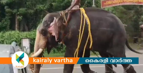 പാലാ ഐങ്കൊമ്പിൽ ആന ഇടഞ്ഞു; വ്യാപാര സ്ഥാപനവും വാഹനങ്ങളും തകർത്തു