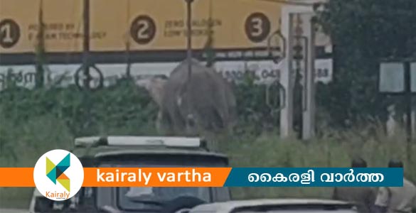 വെമ്പള്ളിയിൽ ഉത്സവത്തിന് ശേഷം ലോറിയില്‍ കൊണ്ടു പോകുന്നതിനിടെ ആന വിരണ്ടു; പാപ്പാന് പരിക്ക്