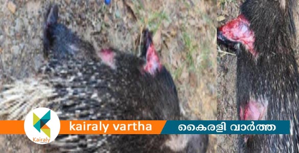 കോട്ടയത്ത് മുള്ളൻ പന്നിയെ ചത്ത നിലയിൽ കണ്ടെത്തി