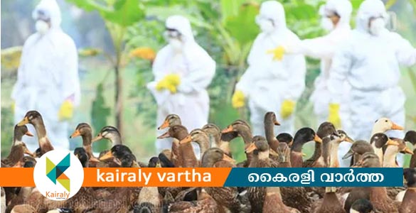 ആലപ്പുഴ, കോട്ടയം ജില്ലകളിൽ പക്ഷിപ്പനി സ്ഥിരീകരിച്ചു ; ആശങ്കയിൽ കർഷകർ
