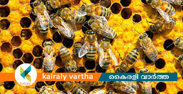 പാലായില്&zwj; പെരുന്തേനീച്ചയുടെ ആക്രമണം; കുഞ്ഞ് ഉൾപ്പെടെ ഒരു കുടുംബത്തിലെ നാല് പേർക്ക് കുത്തേറ്റു