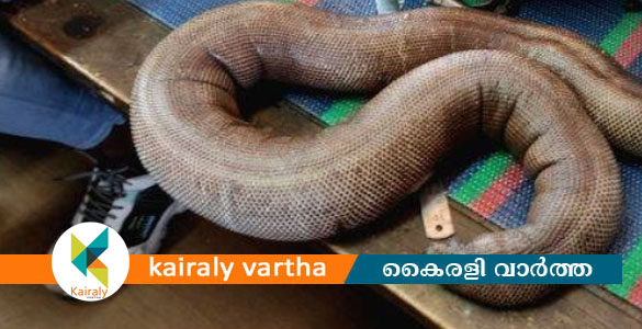 കൊല്ലത്ത് ഇരുതല മൂരിയുമായി കോൺഗ്രസ് നേതാവ് ഉൾപ്പെടെ അഞ്ച് പേർ പിടിയിൽ