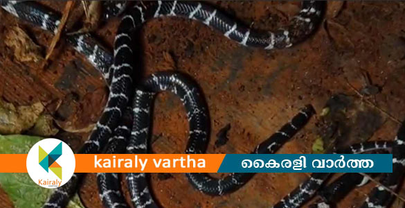 &zwnj;കുറ്റ്യാടിയിൽ വീടിനുള്ളിൽ നിന്ന് അഞ്ച് ശംഖുവരയൻ പാമ്പുകളെ പിടികൂടി