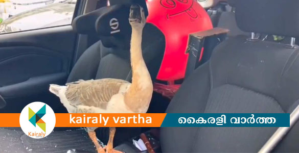 ആലുവയില്&zwj; ഉപക്ഷേിച്ച നിലയില്&zwj; കാർ; ആയുധങ്ങളും വളര്&zwj;ത്തുമൃഗങ്ങളും കണ്ടെത്തി