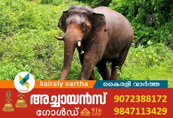 ഗൂഡല്ലൂരിൽ കാട്ടാന ആക്രമണത്തിൽ വയോധികൻ കൊല്ലപ്പെട്ടു