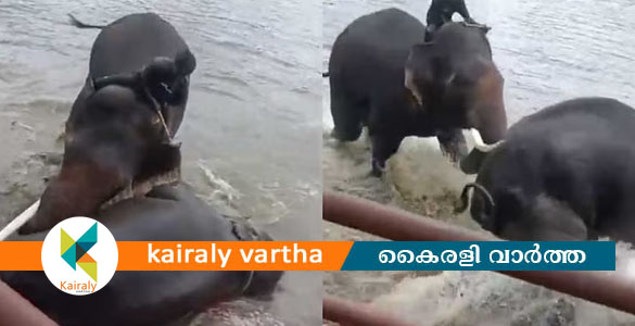 ആനകൾ കൊമ്പുകോർ&zwnj;ക്കുന്നതിനിടെ ഇടയിൽ വീണു; കുടകിൽ യുവതിക്ക് ദാരുണാന്ത്യം