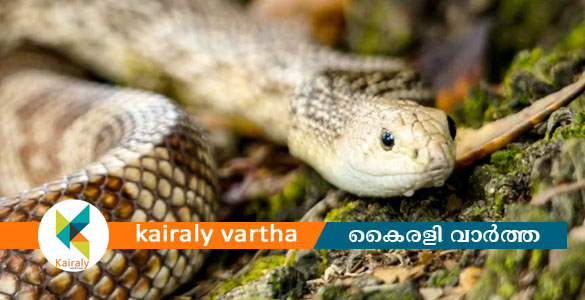 പത്തനംതിട്ടയിൽ ഉറങ്ങിക്കിടന്ന ഗൃഹനാഥന്റെ കാലിൽ പാമ്പ് ചുറ്റി; അത്ഭുത രക്ഷപ്പെടല്&zwj;