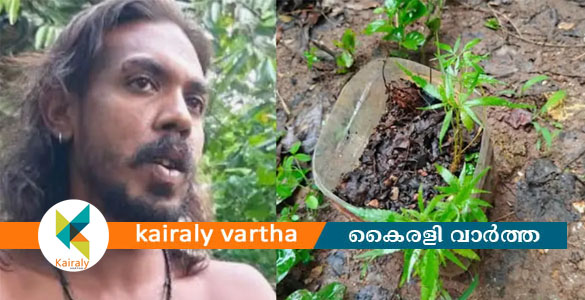സ്വന്തം ആവശ്യത്തിന് വീട്ടുമുറ്റത്ത് കഞ്ചാവ് ചെടികൾ വളർത്തി; യുവാവ് പിടിയിൽ