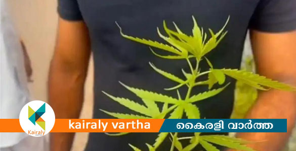 ചങ്ങനാശ്ശേരിയിൽ പൊതുവഴിയരികിൽ നിന്നും എക്സൈസ് സംഘം കഞ്ചാവ് ചെടി കണ്ടെത്തി