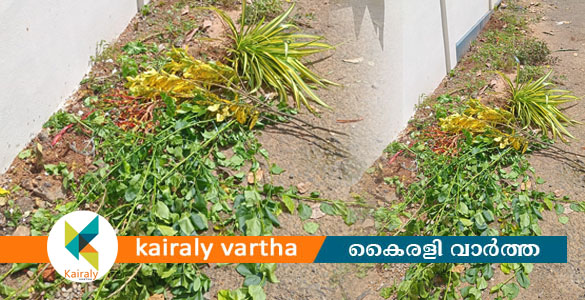 ചെടികള്&zwj; വെട്ടിനശിപ്പിച്ച സംഭവം: കൗണ്&zwj;സിലറുടെ നടപടി തെറ്റെന്ന് നഗരസഭാ കൗണ്&zwj;സില്&zwj;