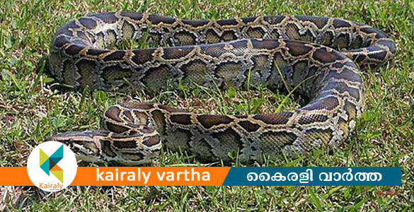 പാലായിൽ പെരുമ്പാമ്പിനെ കൊന്നു മാംസമാക്കി ഫ്രിഡ്ജിൽ സൂക്ഷിച്ചു; ഒരാൾ അറസ്റ്റിൽ