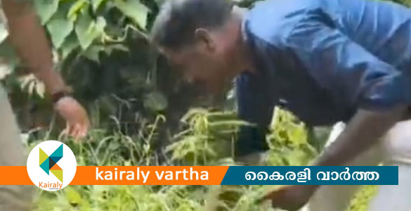 ഓപ്പറേഷൻ തണ്ടർ: ചങ്ങനാശ്ശേരിയിൽ കഞ്ചാവ് ചെടികൾ കണ്ടെത്തി