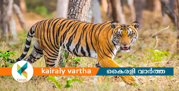 മധ്യപ്രദേശിൽ കടുവയുടെ ആക്രമണത്തിൽ 30കാരിക്ക് ദാരുണാന്ത്യം