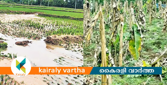 മഴ; കോട്ടയം ജില്ലയില്&zwj; 19.96 കോടി രൂപയുടെ കൃഷിനാശം