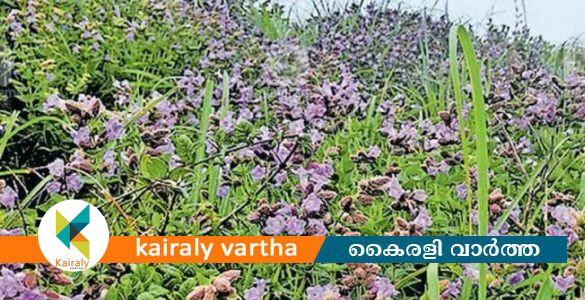 നീലക്കുറിഞ്ഞി പൂക്കൾ പറിച്ചെടുത്ത് ഇൻസ്റ്റഗ്രാമിൽ ഫോട്ടോ പോസ്റ്റ് ചെയ്തു; യുവാക്കള്&zwj;ക്കെതിരെ കേസ്