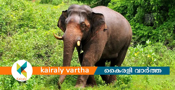 വൈകീട്ട് 6 മുതല്&zwj; രാവിലെ 6വരെ ജനങ്ങള്&zwj; പുറത്തിറങ്ങരുത്; ഇടുക്കി ജില്ലാ കളക്ടറുടെ ഉത്തരവില്&zwj; വിവാദം