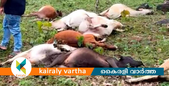 ചെറുവള്ളി എസ്റ്റേറ്റിൽ പശുക്കൾ ഇടിമിന്നലേറ്റ് കൂട്ടത്തോടെ ചത്ത നിലയിൽ